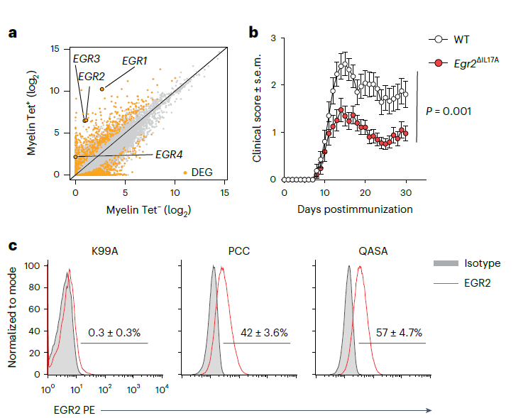 VanjaLazarevic5's tweet photo. Research Briefing Report https://t.co/B4mfQMMD8g and the accompanying article https://t.co/OPx25osMHQ on the role of EGR2 in pathogenic Th17 cells are available online @NatImmunol. https://t.co/aCECcjv2Fq