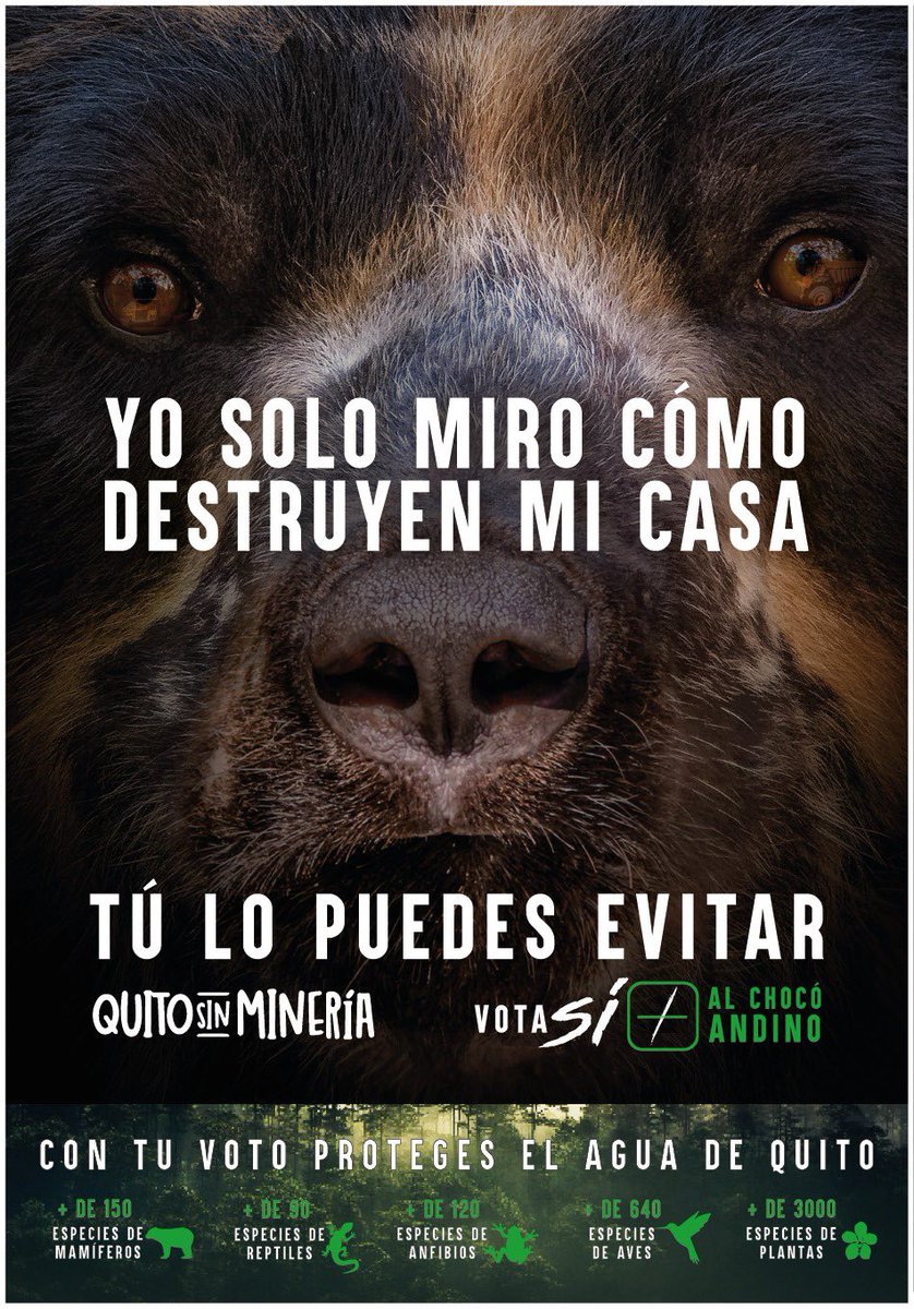 #SialChocóAndino
#SiQuitoSinMineria

Existen únicamente 8 tipos de osos en el mundo y todos están en peligro de extinción debido a la pérdida de su habitad.
El oso de anteojos es el único en Sudamérica y  también vive  en el Chocó Andino
#VotaSi