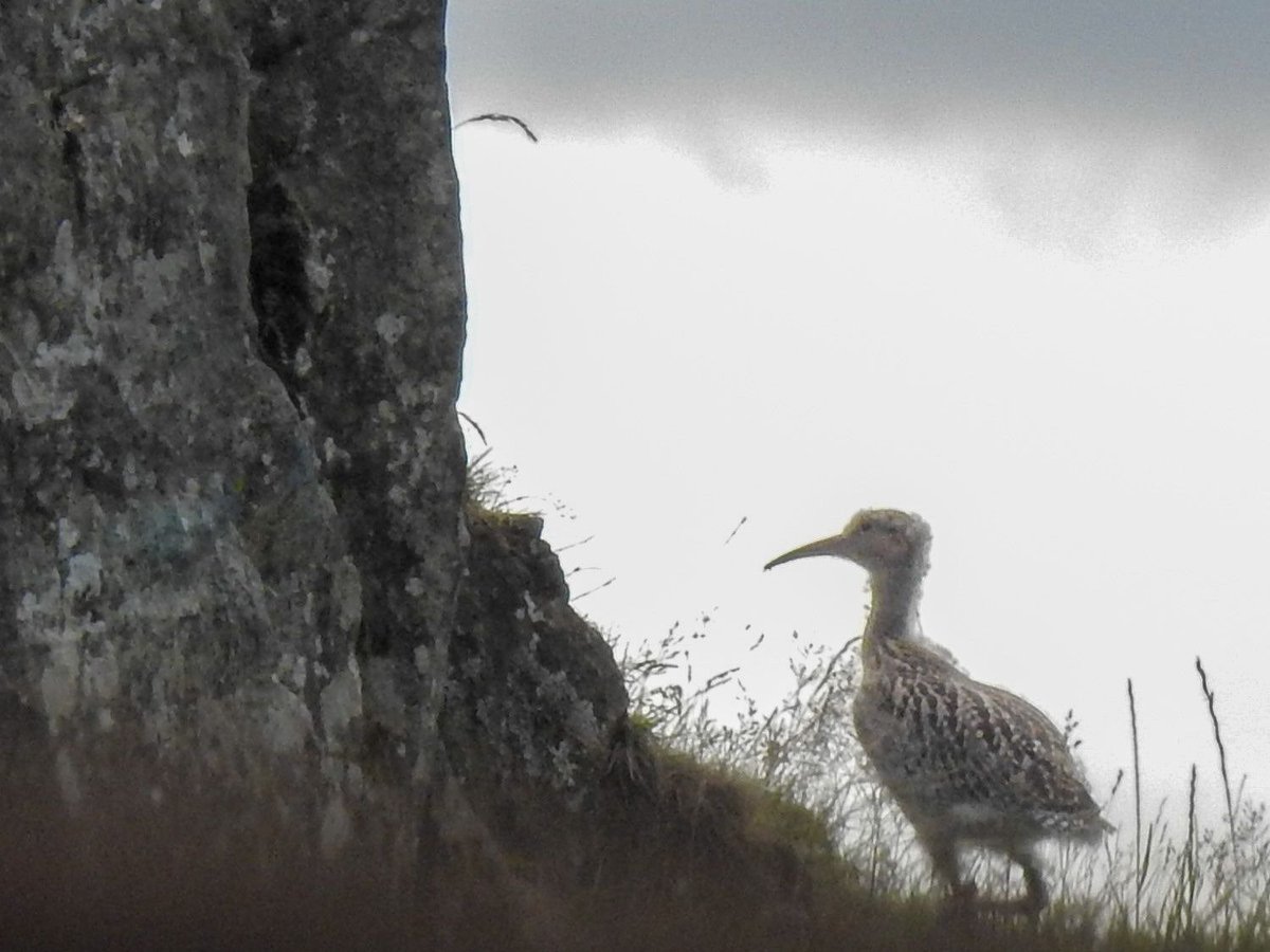CurlewSLakes's tweet photo. 🌧️ Meet fledged chick #4, What a beaut, ✨what a survivor! 💪 We're proud to see 4 #curlews fledge this year - a small victory, but a vital one in our #conservation efforts. Join our mission to protect these majestic birds: 🙏💚 https://t.co/tpoSrKECuB Thank you https://t.co/LpZHeCkEAa