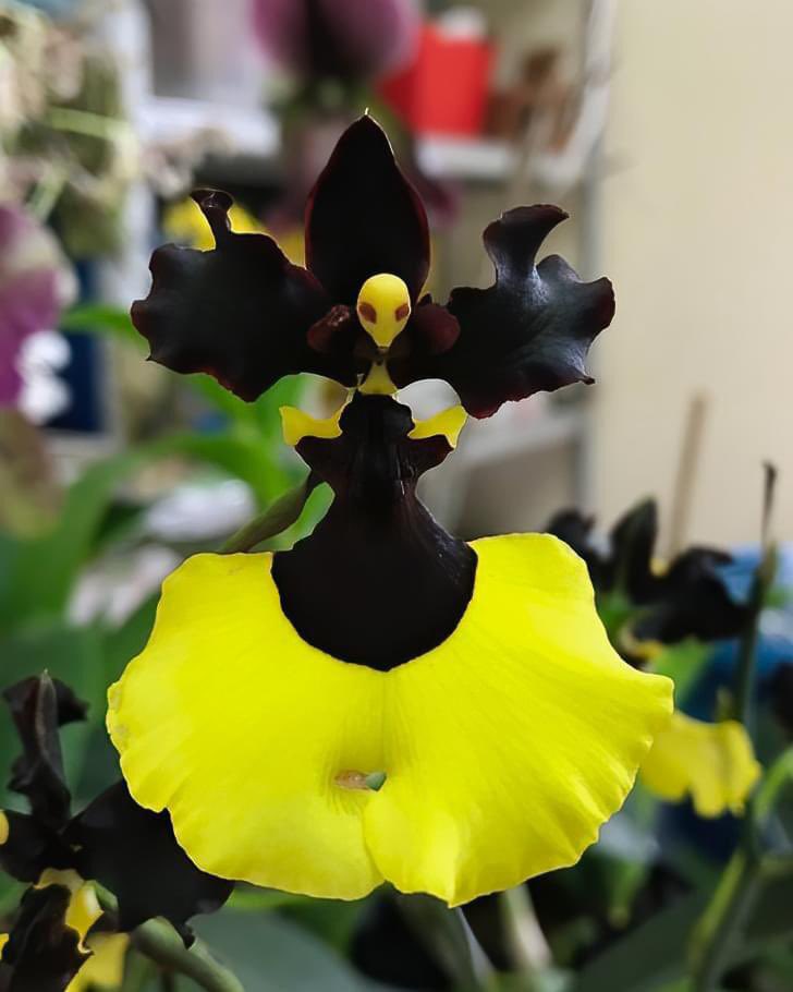 sciencegirl's tweet image. There is an orchid called the Gomesa Jiaho Queen Orchid, and this is what it looks like