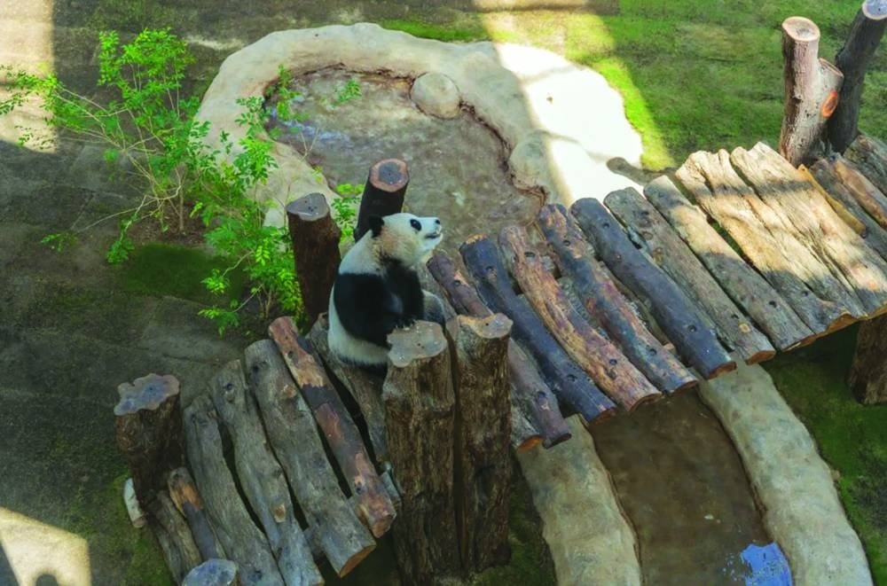GulfTimes_QATAR's tweet photo. Qatar’s summer season provides an opportunity for residents and visitors to visit the #Panda Park and the Al Khor Family Park, and get up close to Thuraya and Suhail. #PandaHouse #PandaPark
https://t.co/oszANc4hGW https://t.co/59dMKTafs5