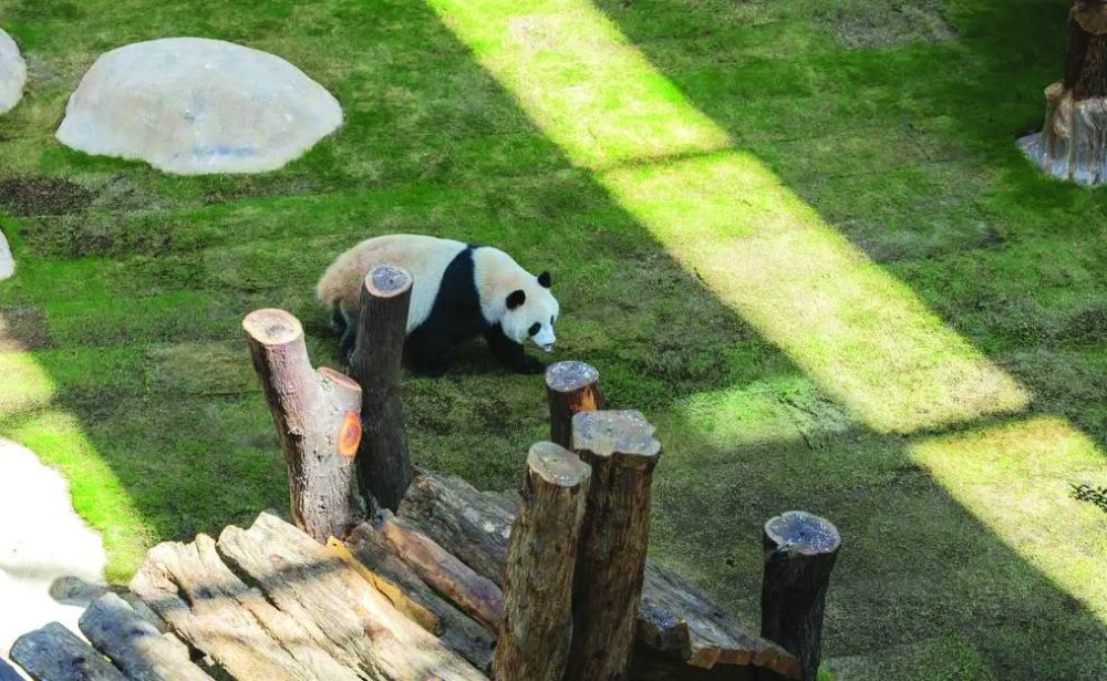 GulfTimes_QATAR's tweet photo. Qatar’s summer season provides an opportunity for residents and visitors to visit the #Panda Park and the Al Khor Family Park, and get up close to Thuraya and Suhail. #PandaHouse #PandaPark
https://t.co/oszANc4hGW https://t.co/59dMKTafs5