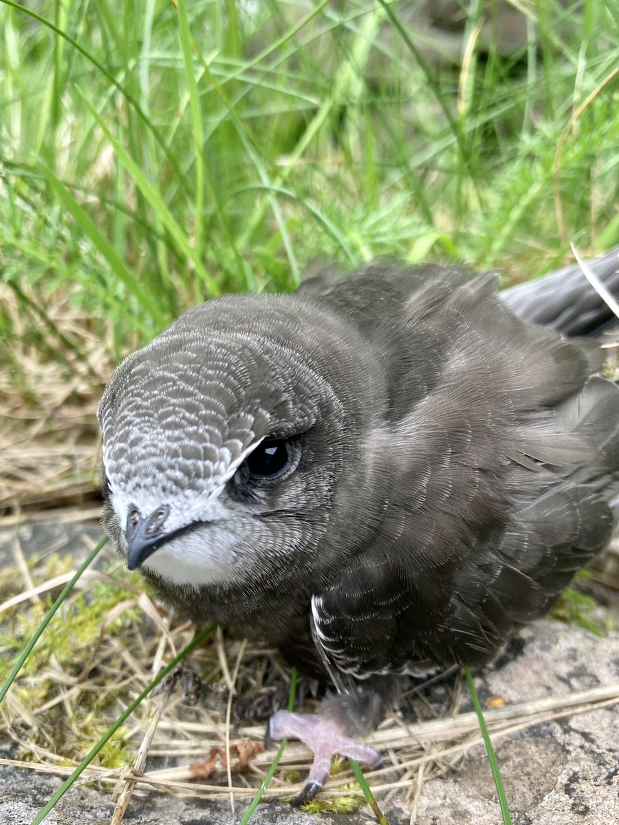 Found this little one looking dazed in the middle of the road. After about 20 minutes he looked a lot more alert and soon he launched himself from the wall-top and was off and away. Phew!
#YorkshireDales <a href="/Natures_Voice/">RSPB</a> <a href="/SaveourSwifts/">Save Our Swifts</a>