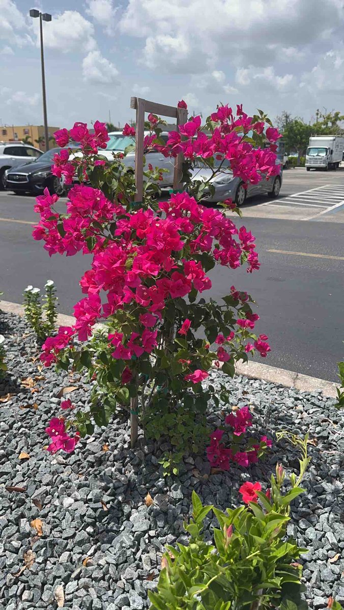 TheColeTeamSWFL's tweet photo. Our favorite of the new office landscaping! https://t.co/oMDX0n27HD