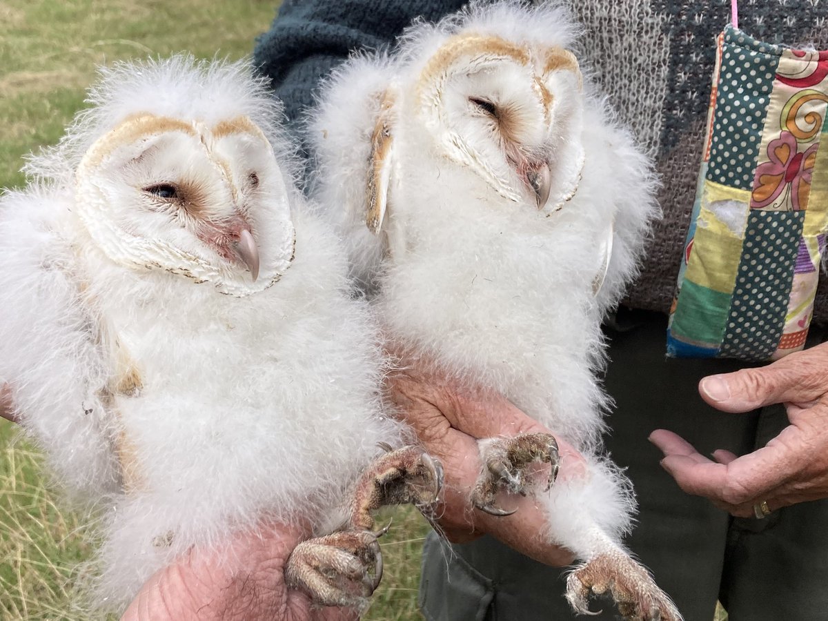 Such a privilege to meet these two barn owl chicks from the <a href="/KentishStourCP/">Kentish Stour CP</a> nest box that’s been in our orchard for a few years. We’ve had kestrel broods in the box previously, these are the first owls! They were weighed and ringed today, should fledge soon 💚 💚