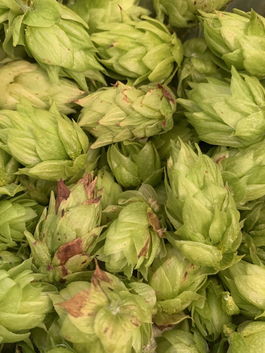 FarmBoyFarms's tweet photo. Gotta have my HOPS!
#NChops https://t.co/7aVVVP3zDN