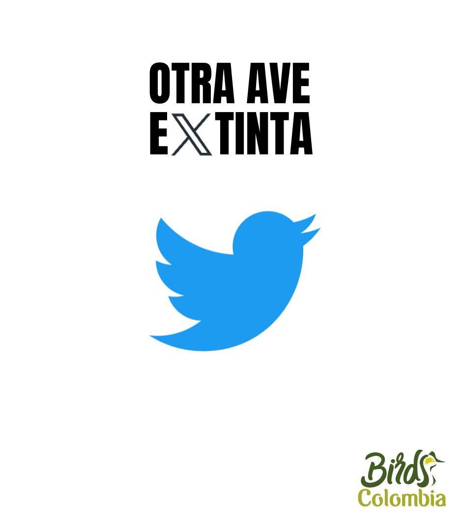 BirdsColombia's tweet photo. ¡Otra Ave eXtinta!

@SEO_BirdLife
@audubonsociety
@OrnitologiaCol
@BirdLife_News
@enviroamericas
@ABCbirds
@BirdWatchingMag https://t.co/6syVs76hCD