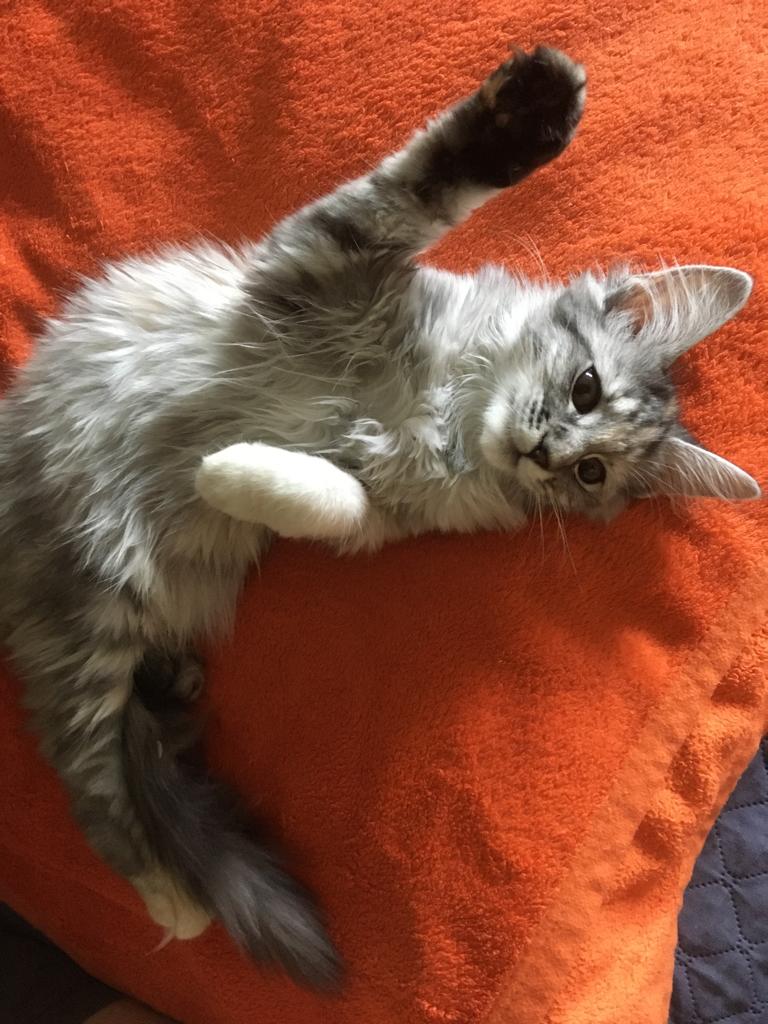Hallo ihr Lieben, nachdem ich meine geliebte Katze Zoe nach 15 Jahren sehr schweren Herzens in Frieden und zum richtigen Zeitpunkt gehen lassen  mußte. Ist vor kurzen diese kleine Herzensbrecherin bei mir eingezogen. Sie ist 4 Monate alt und ich habe sie Juna getauft. 😊❤️