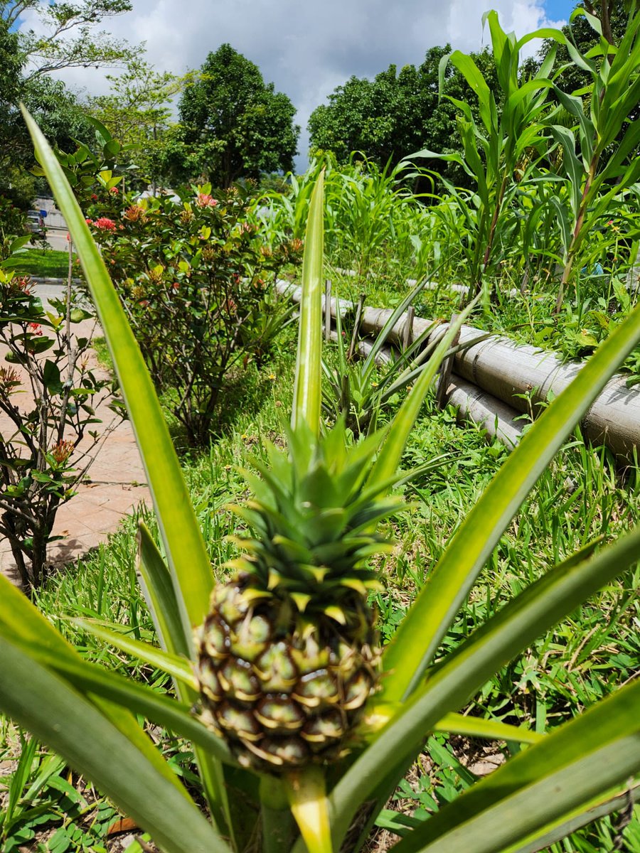 #ElSalvador 🇸🇻 Continuan con exito los huertos urbanos implementados por @AgriculturaSV facilita alimentos frescos utilizando los espacios verdes!👏🍃🌱🍍🍍🍍
#SoberaniaAlimentaria #CambioClimatico #AgriculturaUrbana #huertoscaseros #resilienciaclimatica #agricultura #huertos