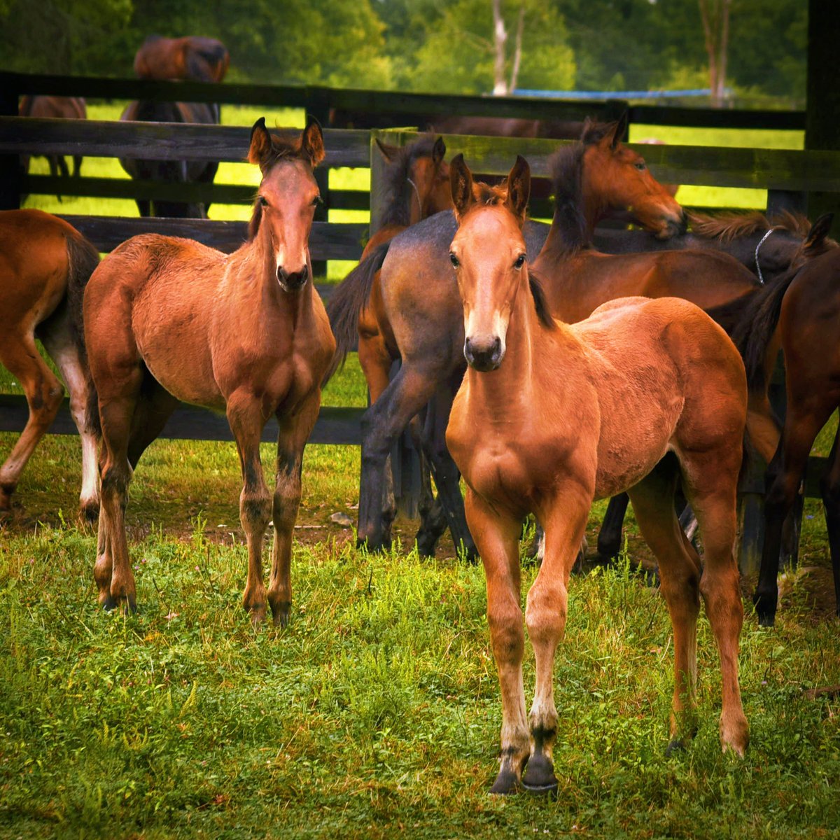 BlueChipGuru's tweet photo. New York Sire Stakes action at Tioga! 

There were just two NYSS for 3 yo pacing fillies that went for $60,300 each and both were won by Blue Chip-sired horses! 

🥇 Earthwindfire (American Ideal) 1:50.4

🥇 Twin B Joe Fresh (Roll With Joe) 1:50.1

#BreedWithBlueChip https://t.co/h3VGpS3kQI
