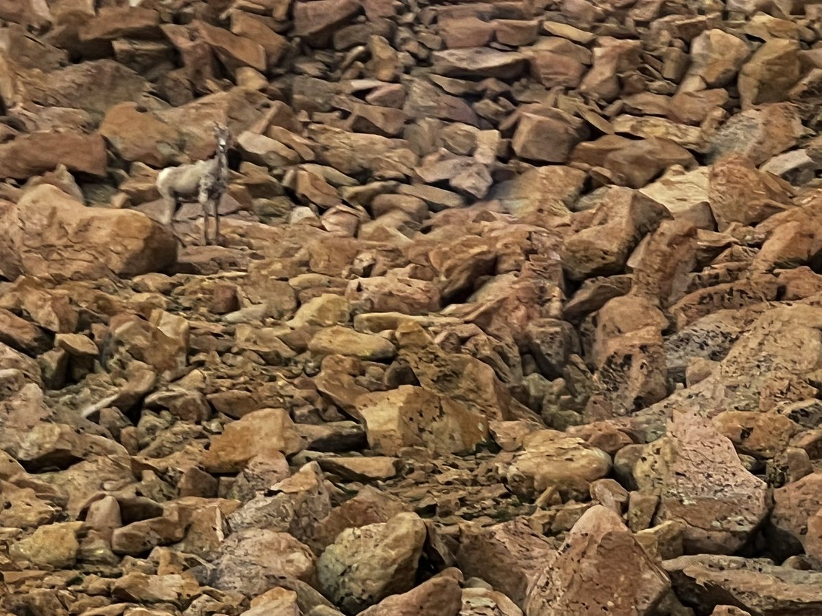 ABCgoLearn's tweet photo. From the top of Pikes Peak #Colorado 14,115 feet!
Cog rail took 1.20 hrs to get to the top and 1 hr going down. https://t.co/vfcSMy6Yxb