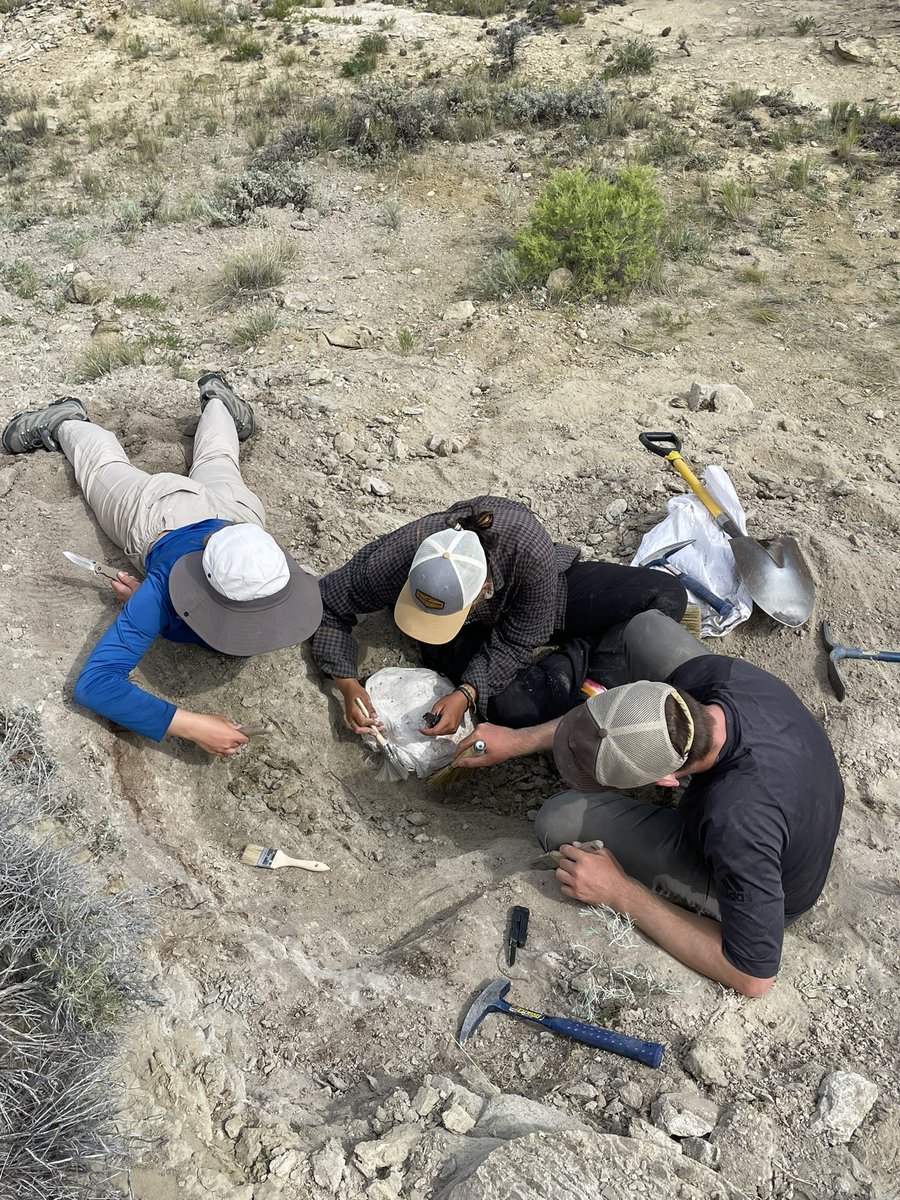 More bone emerging from our little dinosaur quarry in the Lance Formation. We’re speculating juvenile Triceratops scapula and humerus based on the size, but what do I know… I’m a mammal guy 🤷‍♂️ The students have named her “Helga” #CretaceousBighornProject