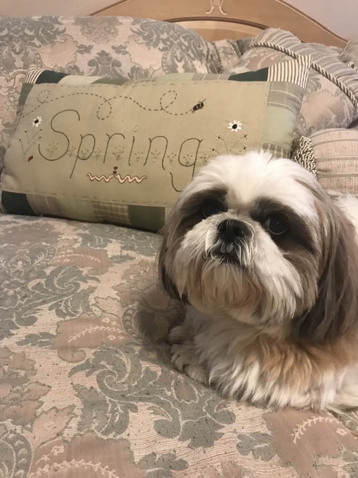 anneka_onair's tweet image. ‼️HAVE YOU SEEN ME?‼️

This is REO, an 8 year-old Shih Tzu who was in a car that was stolen Sunday afternoon!

Today I spoke with his owner, Dee, about this little pup, what happened, and how you can help if you see him!

#abc4 #abc4news #missingdog #stolendog #daviscounty #utah
