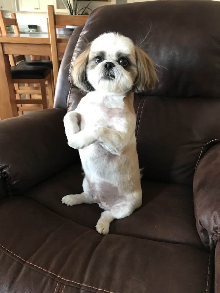 anneka_onair's tweet image. ‼️HAVE YOU SEEN ME?‼️

This is REO, an 8 year-old Shih Tzu who was in a car that was stolen Sunday afternoon!

Today I spoke with his owner, Dee, about this little pup, what happened, and how you can help if you see him!

#abc4 #abc4news #missingdog #stolendog #daviscounty #utah