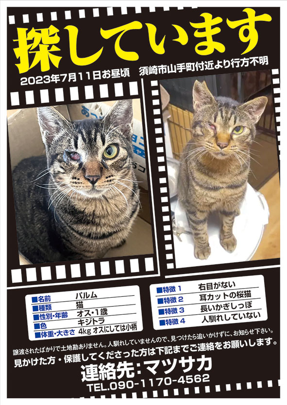 maigopet01's tweet photo. 【拡散希望！迷い猫を探しています】猫/パルムくん/須崎市山手町付近より行方不明。情報お持ちの方はご連絡を！ #迷い猫 https://t.co/2Jwi60lUkW https://t.co/4UxlDK67tV