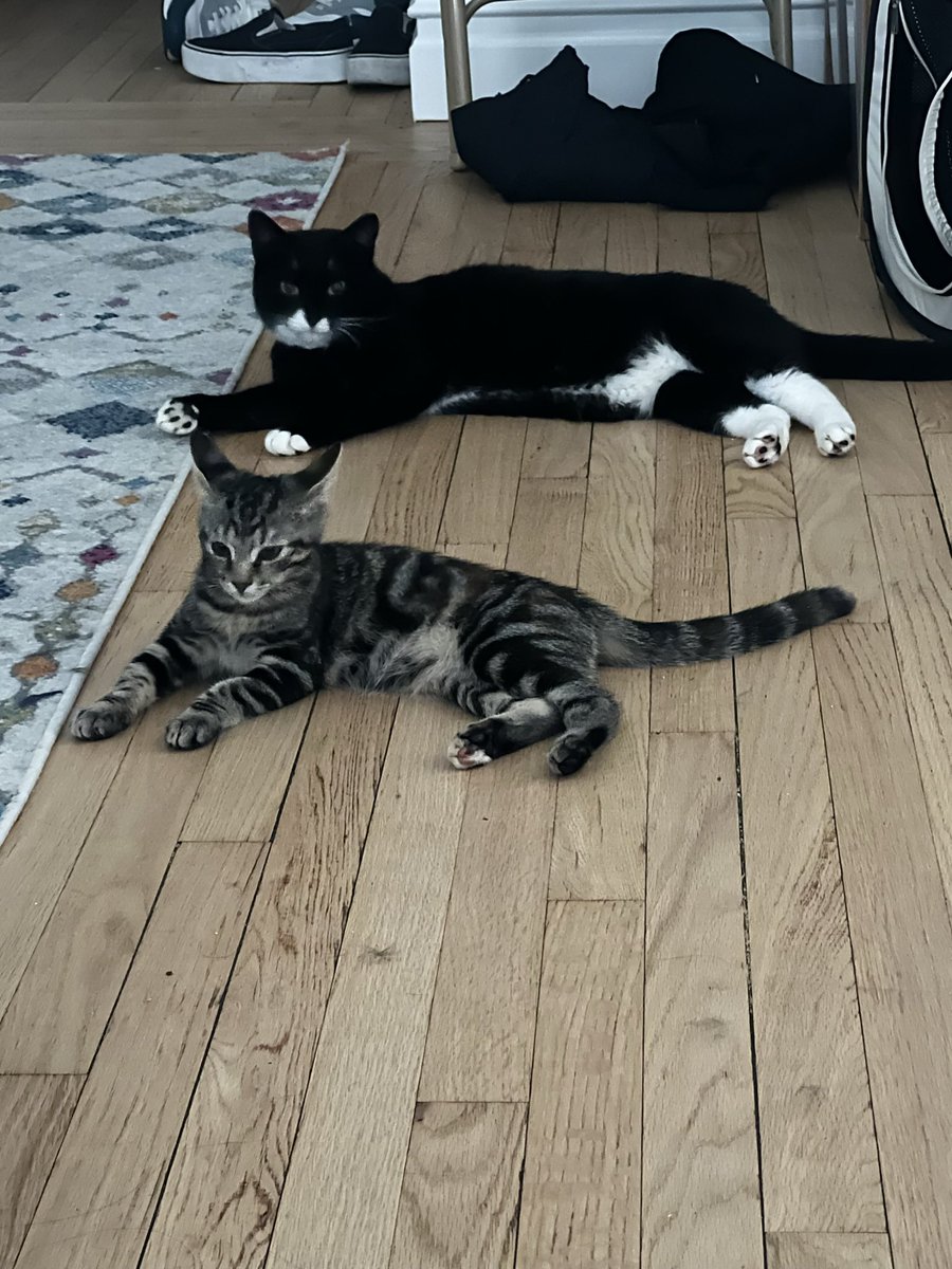 creatively i'm still fried from everything that's happened this past month so here's a photo of kusik getting along with his new sister (her name is pretzels)