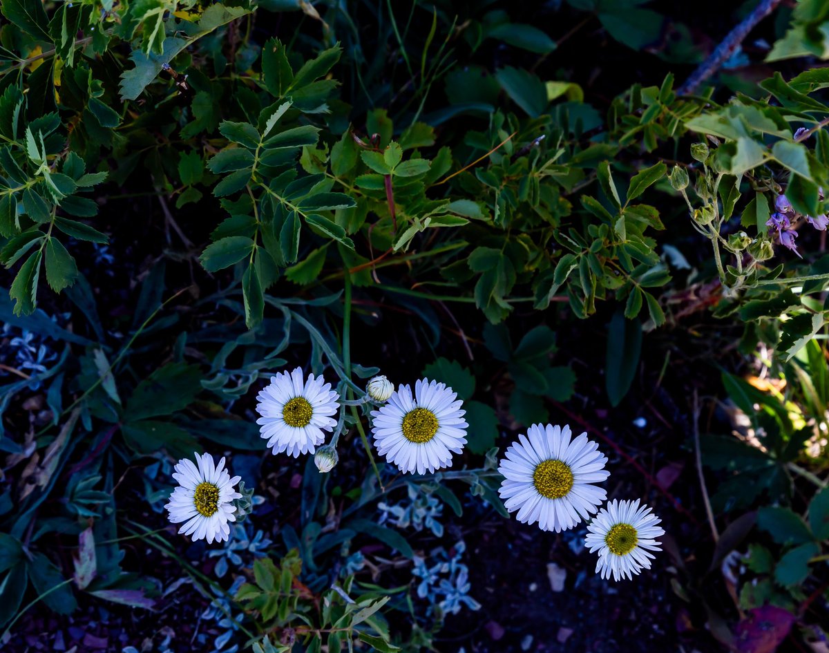 Trip to Waterton is amazing. Beautiful flowers near Cameron falls Waterton. #explorealberta #mywaterton #abparks #parkscanada #canon #tourismalberta #tourismwaterton #tourismcanada #explorexanada #discoveralberta #tamroncanada #canonr6markii #tamron2470