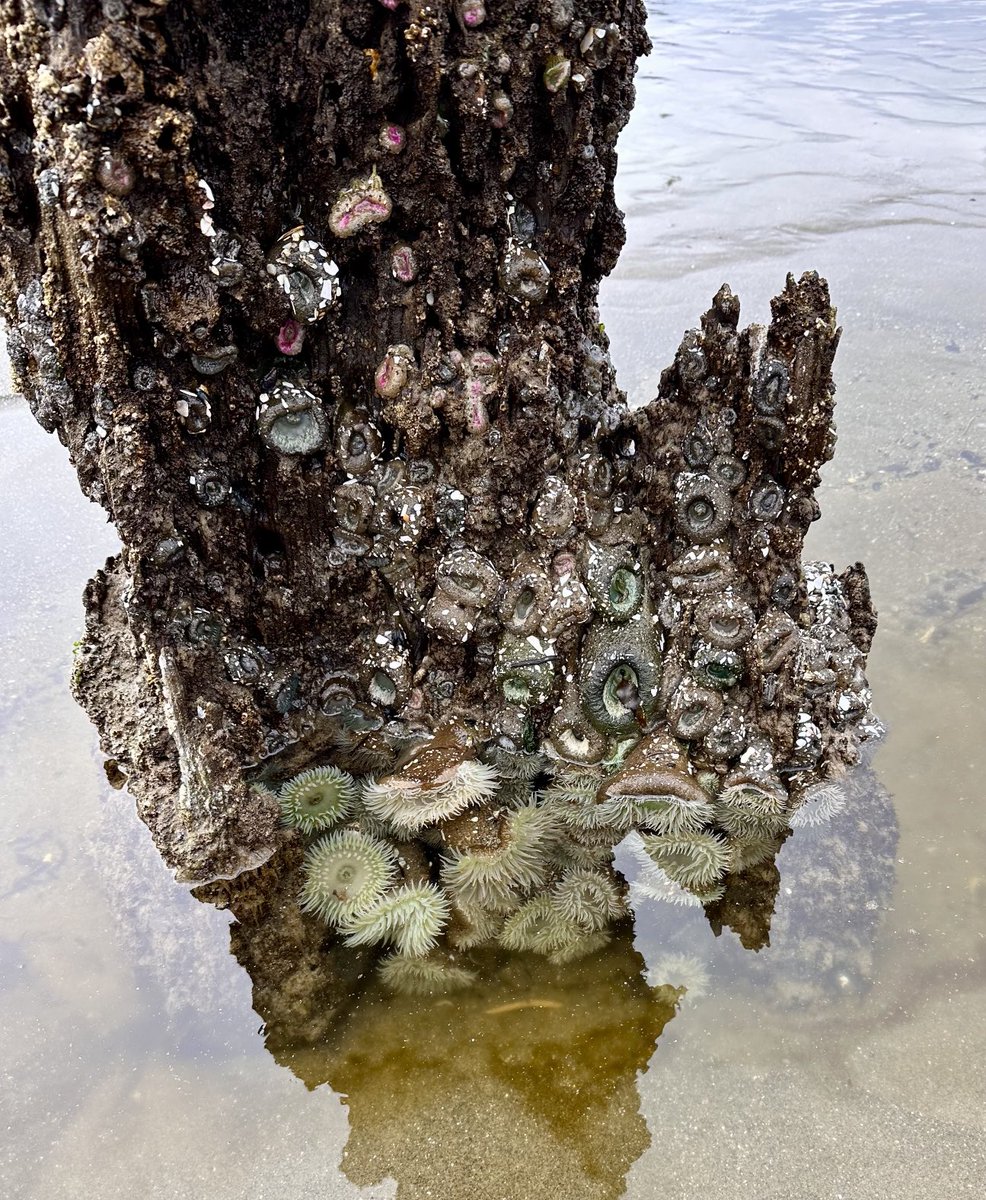 raindog226's tweet photo. A Ghost Tree being reclaimed on the Oregon Coast. #oregon #ghosttree https://t.co/eqFoyqO82m