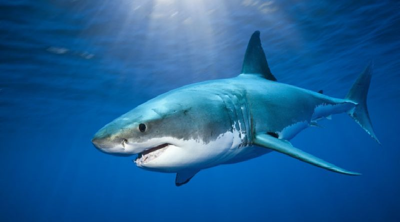 Los tiburones son millones de años más viejos que los dinosaurios

#BatallaNaval200

vtv.gob.ve/tiburones-mill…