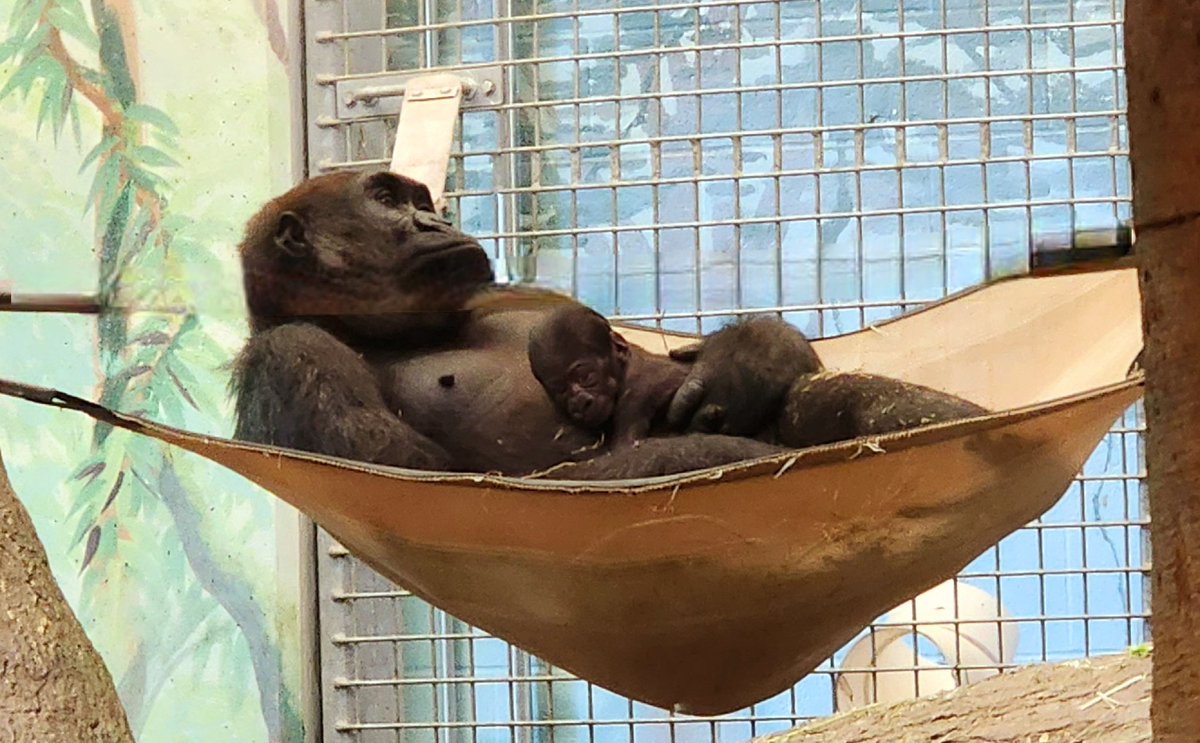 robin_durant's tweet photo. #gorilla #Columbus #zoo https://t.co/WQWSSNwaYN