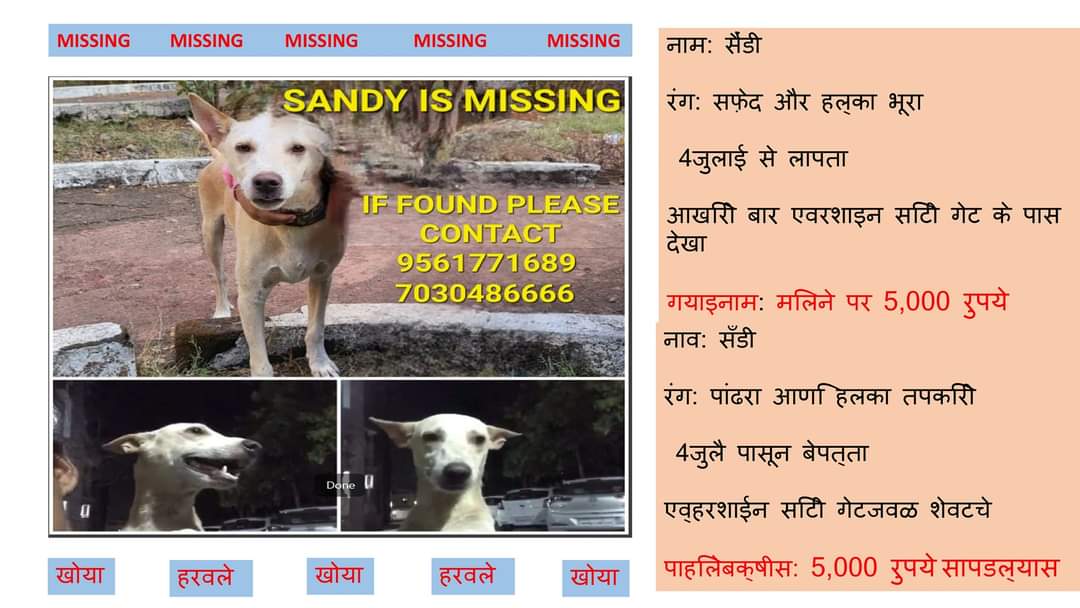 RahatFreeSpirit's tweet photo. #vasai #vasailocal #straydogs #missingdog https://t.co/rexIMo4CYw