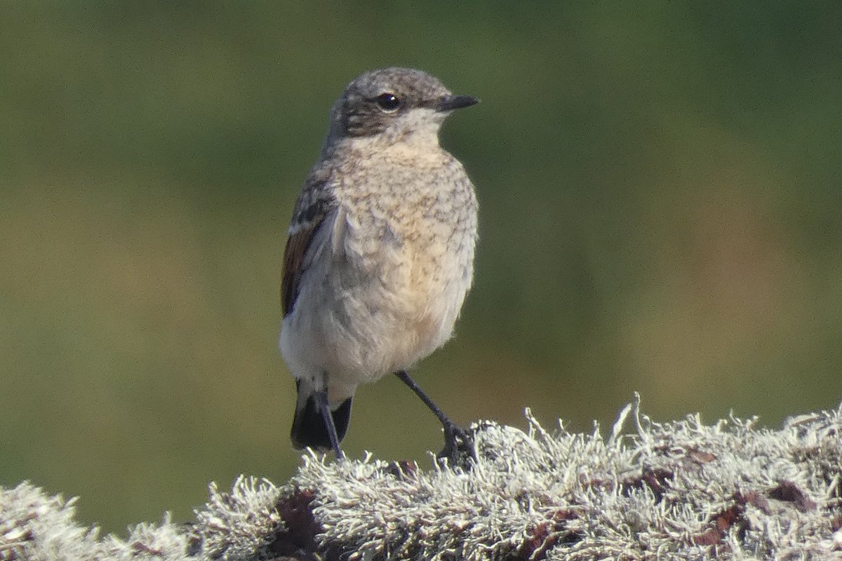 There are varied plumages now in @SkokholmIsland Wheatears with both adults and juveniles at different stages of moult. Here H05 is well into its post juvenile moult. It was ringed on 22 June when it looked very like the young juvenile also pictured which is from a second brood.