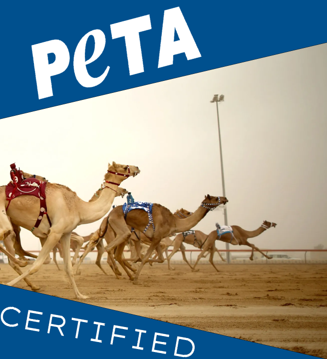 KaleDurvek's tweet photo. @wizardofsoho $CAMELS races, @peta certified. https://t.co/yMSBHdrOtG