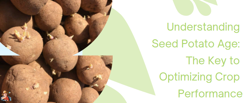 potatosystem1's tweet photo. Understanding Seed Potato Age: The Key to Optimizing Crop Performance
#SeedPotatoAge #CropPerformance #PotatoCultivation #SeedSelection #PhysiologicalAging The age of seed potatoes plays a crucial role in determining the success of a crop. See...
https://t.co/a6Py2OznxN https://t.co/l2eCGeApWM
