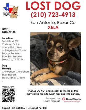 sahumane's tweet photo. Keep an eye out #SanAntonio #LostDog #LostTortoise https://t.co/0vIfY2KQKm