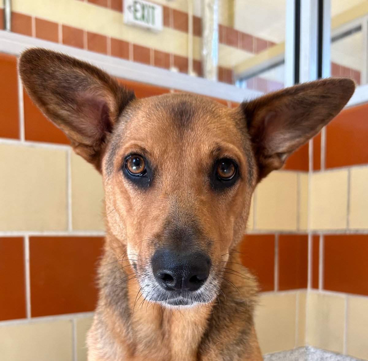 sahumane's tweet photo. GRYFFINDOR 🪄 is one beeee-yoo-ti-ful GSD mix. This 4-yr old lady (HW+, treatment included with adoption) is new to our shelter &amp; a bit shy, but gradually warming up. She LOVES having the inside of her ears rubbed. We're lucky the Sorting Hat chose SAHS as her rescue place. 🥰 https://t.co/z3xoSesgUy