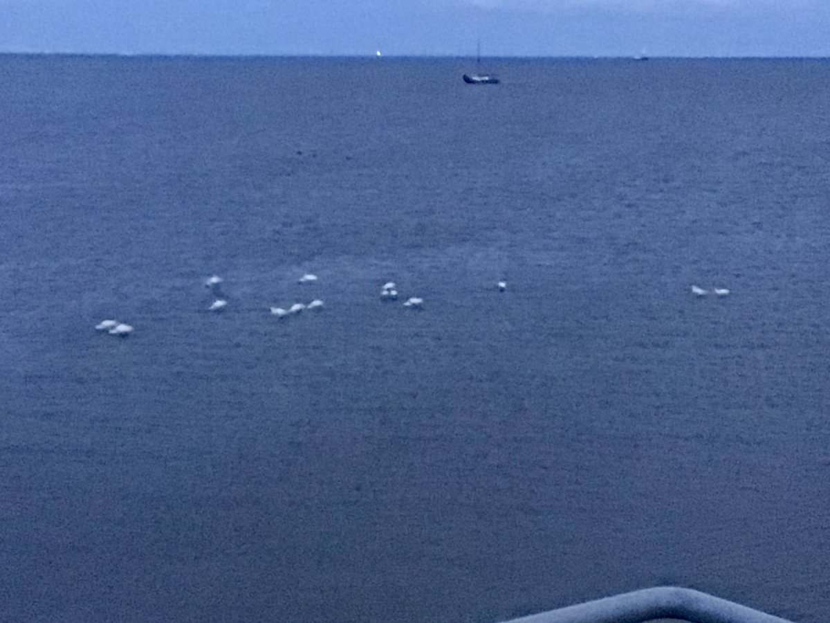 Vanavond in de schemer een flinke club foeragerende Lepelaars bij de #wadtoren. Genoten van het onderlinge gebabbel, dat op een piepende rasp lijkt. #wadwachter voor <a href="/RWS_NN/">Rijkswaterstaat Noord-Nederland</a> op Richel is ook genieten!