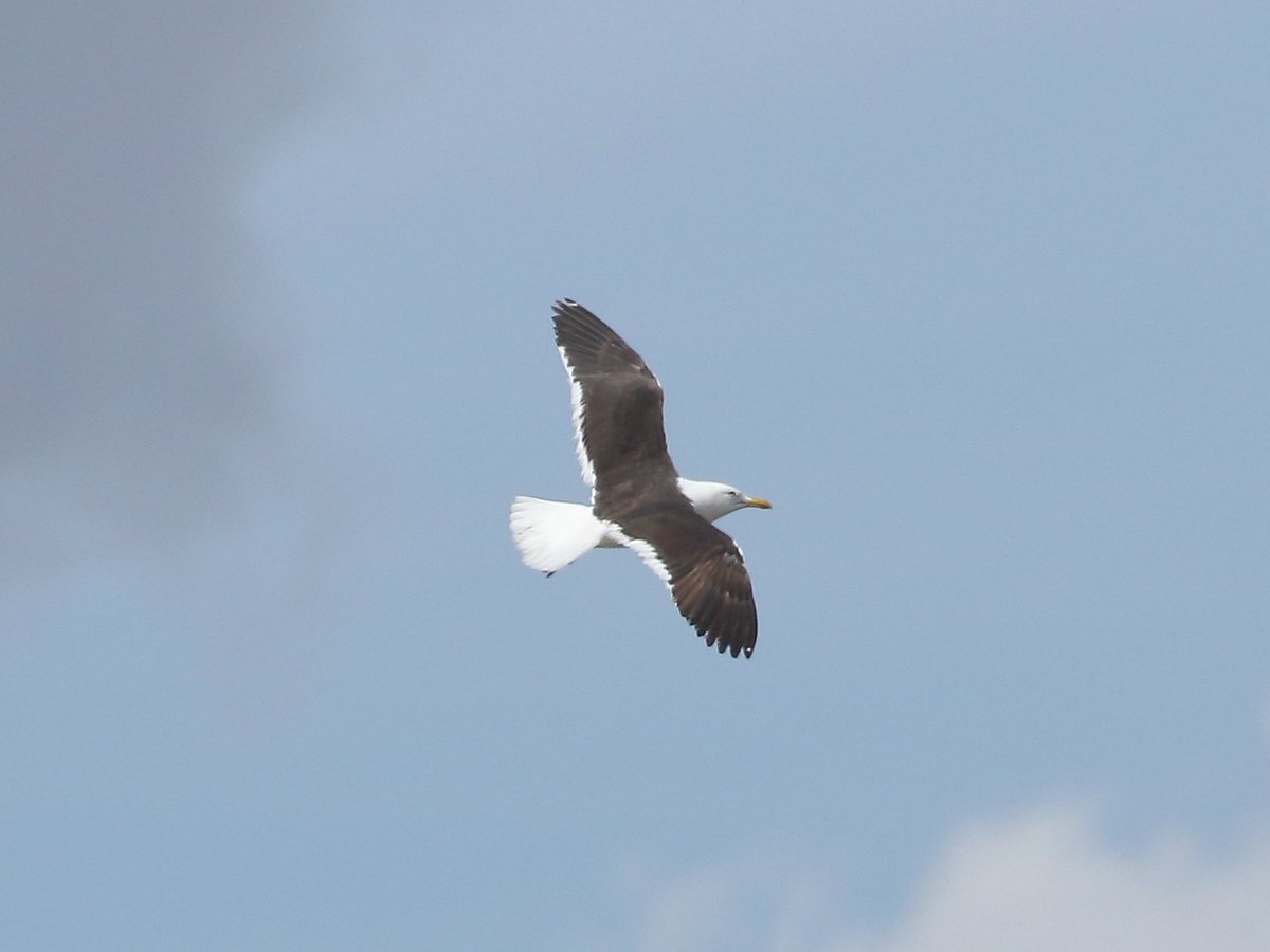 Striking small, dark mantled, elegant LBBG at Attercliffe Sheffield today. 3cy or 4cy? Comments welcome.