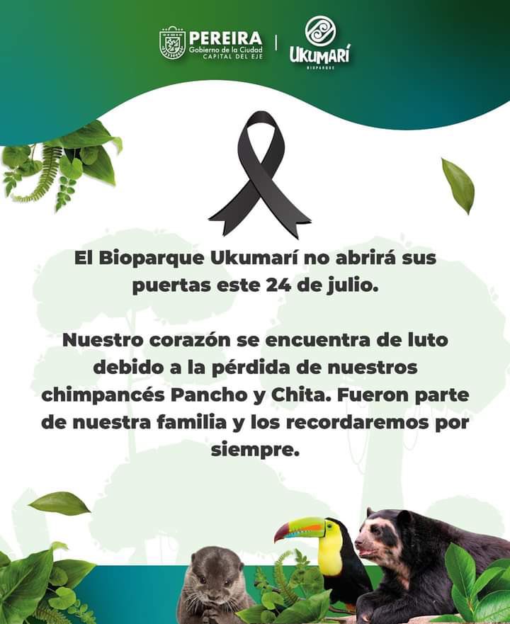 MINUTOPEREIRA's tweet photo. #Animales | 🚨ATENCIÓN 🚨Pereira se encuentra de luto, por la pérdida de dos chimpancés Pancho y Chita. 

#Pereira #animales #chimpances #muerte https://t.co/cmlgjGciSg