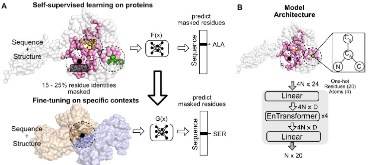 Jeffrey J. Gray (@jeffreyjgray) on Twitter photo Toward docking and interface design, our latest DL tool is a graph neural net for protein interfaces, with the representation learned in different structural contexts. Work by Dr. Sai Pooja Mahajan, also with <a href="/jeffruffolo/">Jeff Ruffolo</a>.
biorxiv.org/content/10.110… Toward docking and interface design, our latest DL tool is a graph neural net for protein interfaces, with the representation learned in different structural contexts. Work by Dr. Sai Pooja Mahajan, also with <a href="/jeffruffolo/">Jeff Ruffolo</a>.
biorxiv.org/content/10.110…