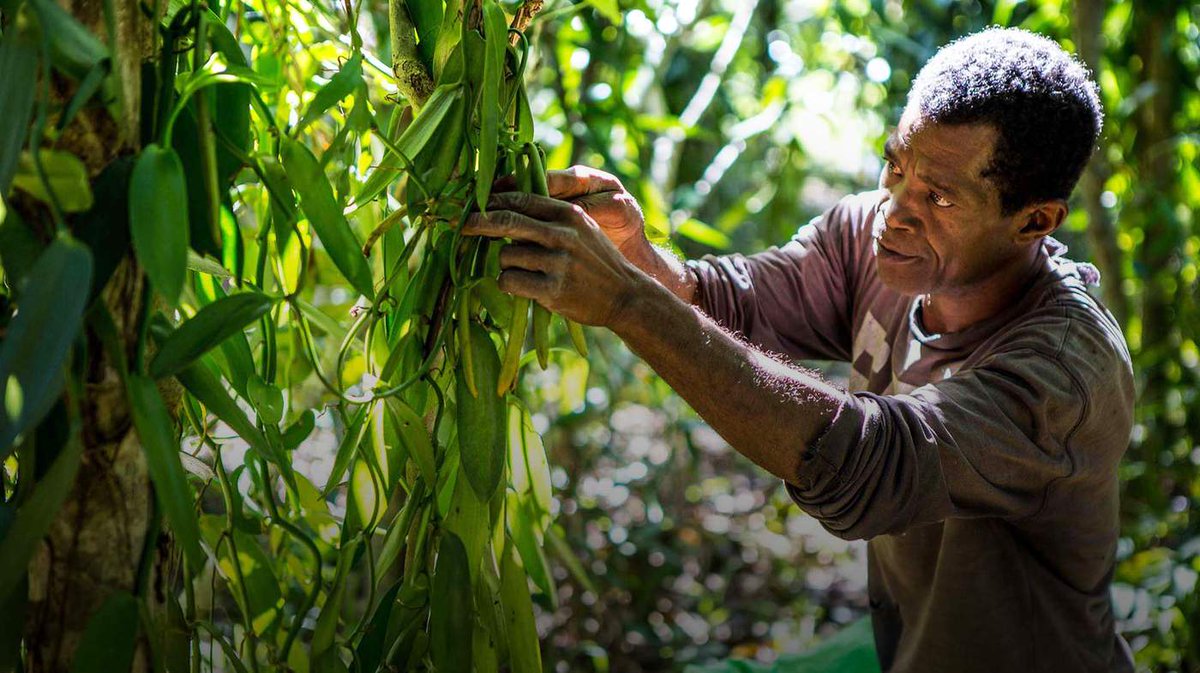 It's that time to manually pollinate the vanilla plants in Madagascar, where 90% of the world's vanilla originates. What - you thought nature from time to time doesn't need a sex therapist?
