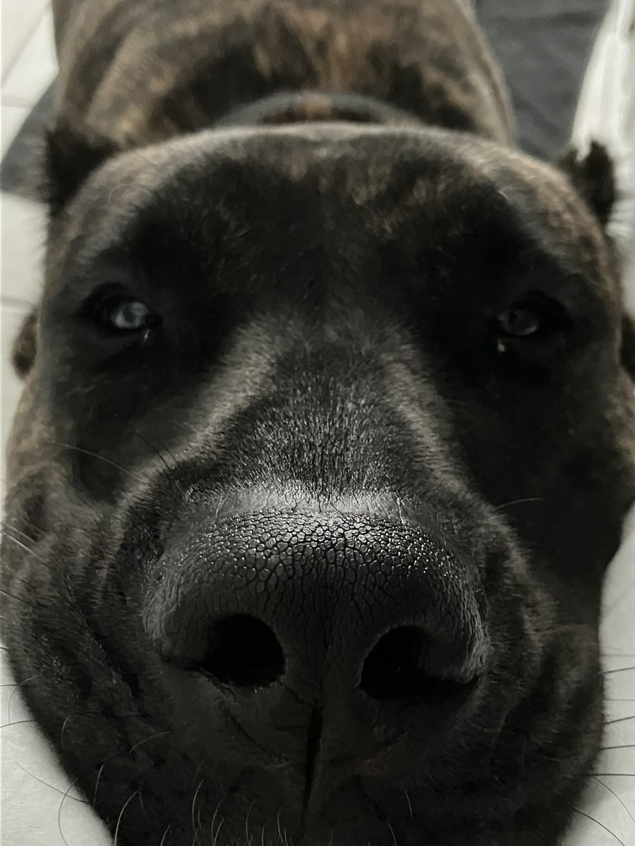 __jessayin's tweet photo. My big boy does not understand personal space 

#MyBigBaby 
#PresaCanario 
#SpanishMastiff 
#Clinger https://t.co/hkfYrmll0i