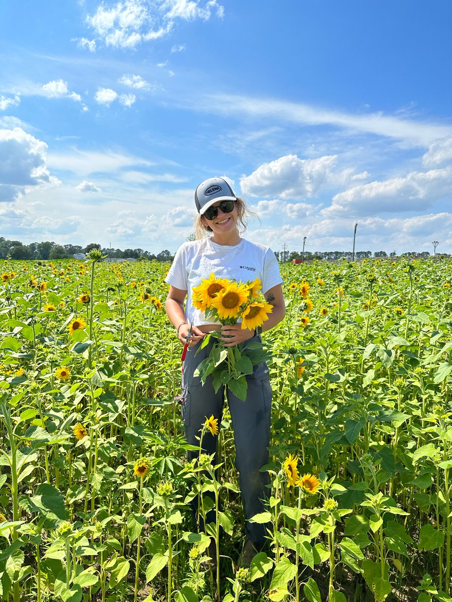 NCStateCALS's tweet photo. NC State grad student Abby Pleasant is raising and researching a type of sunflower that is new to North Carolina. 🌻 The black oilseed sunflower has the potential to increase our state's sunflower oil production.

Learn about her research: https://t.co/JYnUndiEDS https://t.co/TvfNKGaDkZ