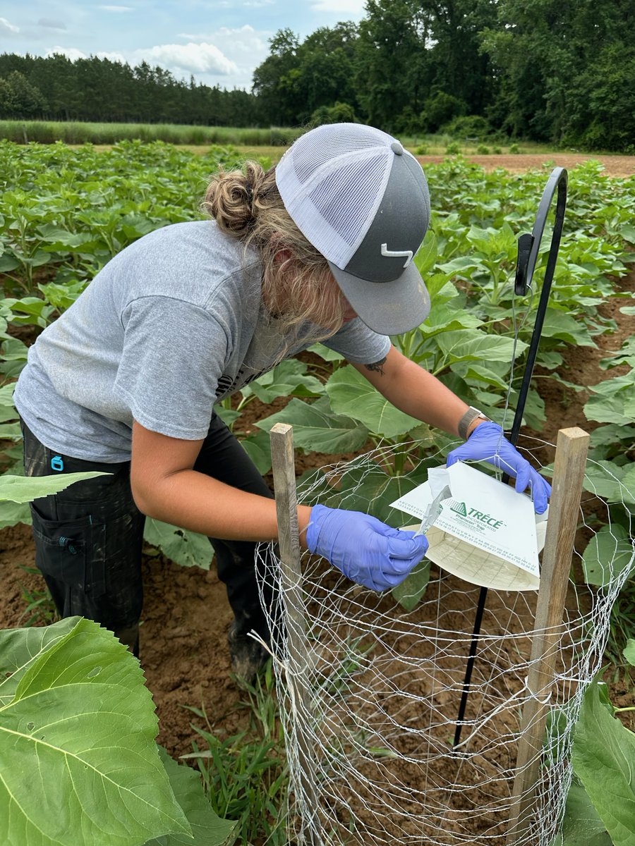 NCStateCALS's tweet photo. NC State grad student Abby Pleasant is raising and researching a type of sunflower that is new to North Carolina. 🌻 The black oilseed sunflower has the potential to increase our state's sunflower oil production.

Learn about her research: https://t.co/JYnUndiEDS https://t.co/TvfNKGaDkZ