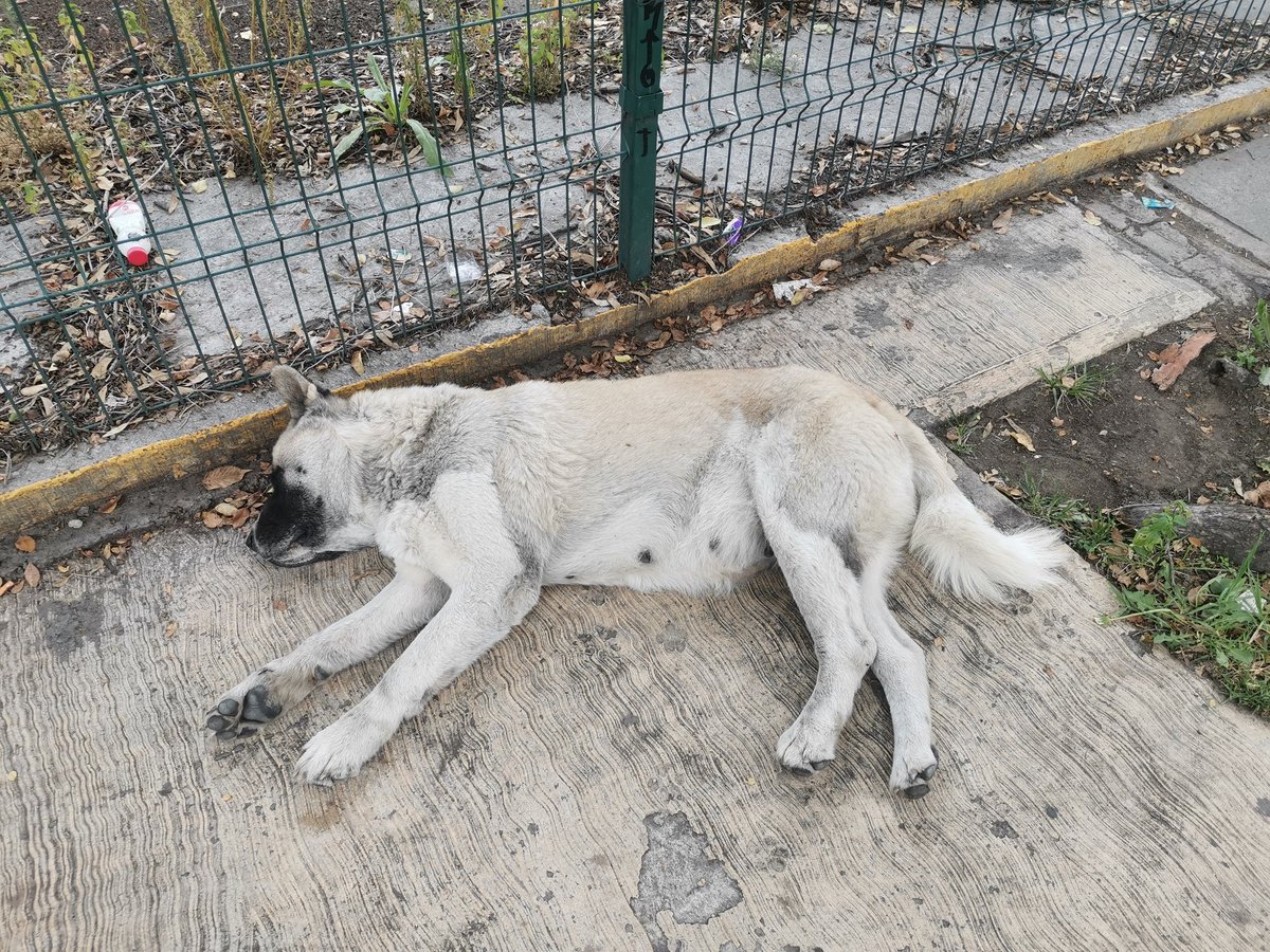 Por favor <a href="/UCS_GCDMX/">Unidad de Contacto del Secretario SSC CDMX</a> <a href="/SSC_CDMX/">SSC CDMX</a> necesitamos de su ayuda para esta perrita, tal vez vinieron a tirarla.
No se quiere mover, esta viva y no es agresiva, tal vez esta lastimada.
¿La abrigada animal podría ayudarla? <a href="/LetyVarela/">Lety Varela</a>