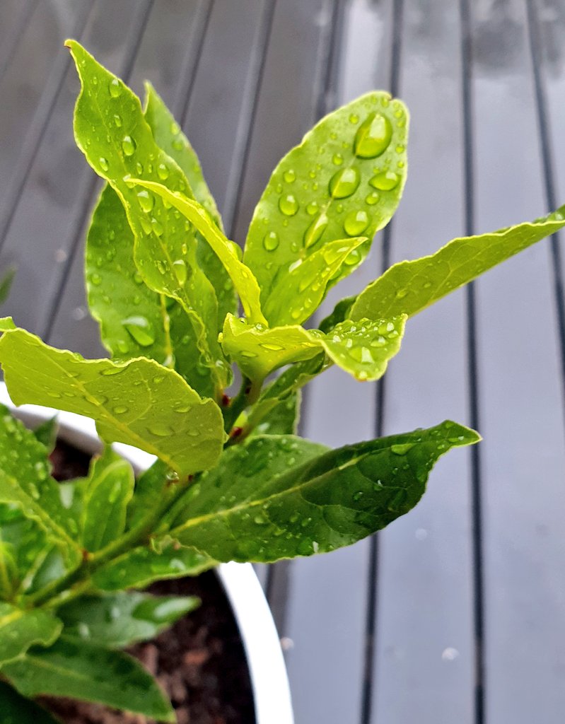 PeterCa85704183's tweet photo. Rain droplets on the bay tree. #rain #water #raindrops #plants #baytree #tree #garden https://t.co/BNEDpdJhzj