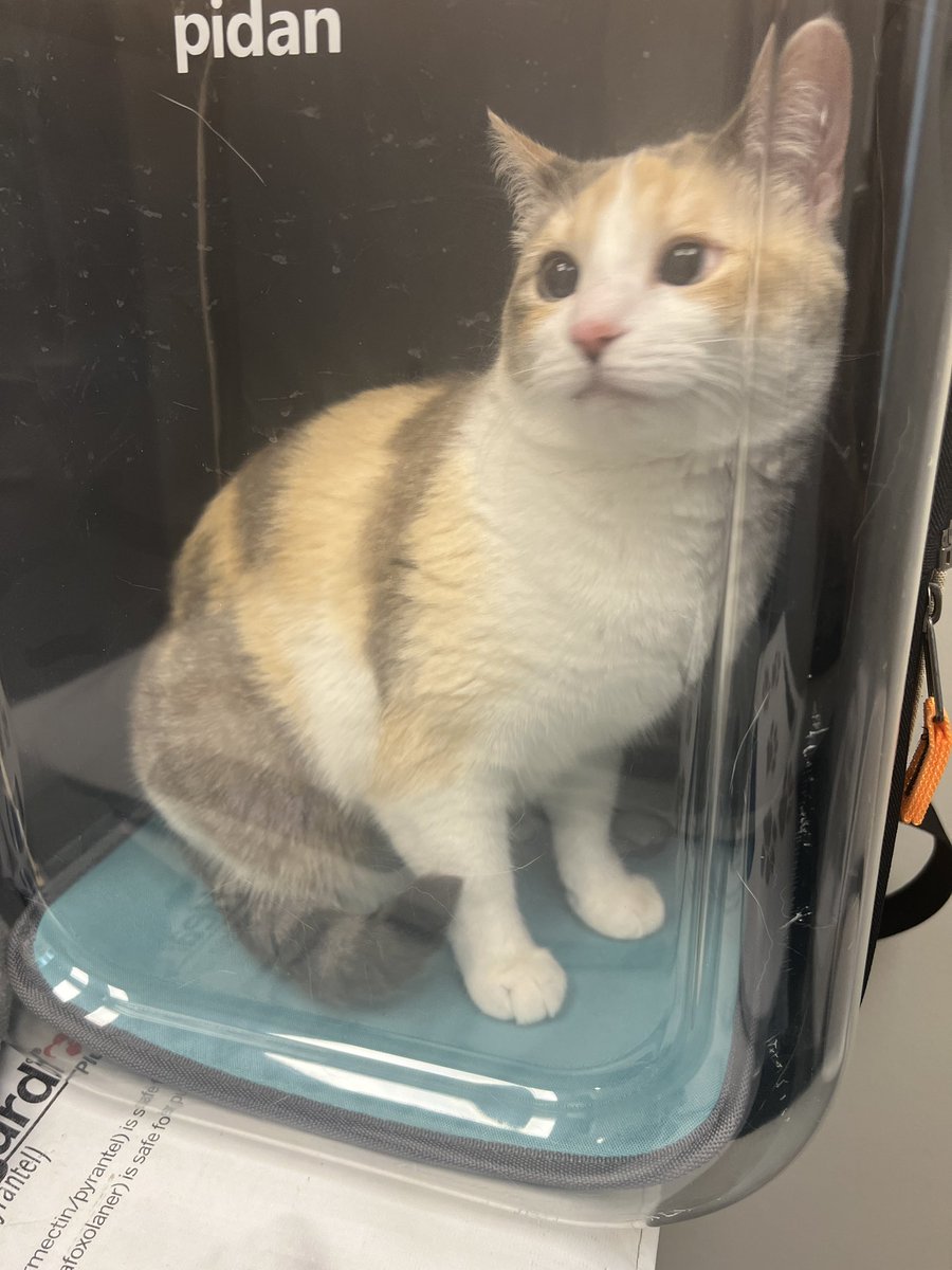 Panko A. Cat’s Mom tweet media