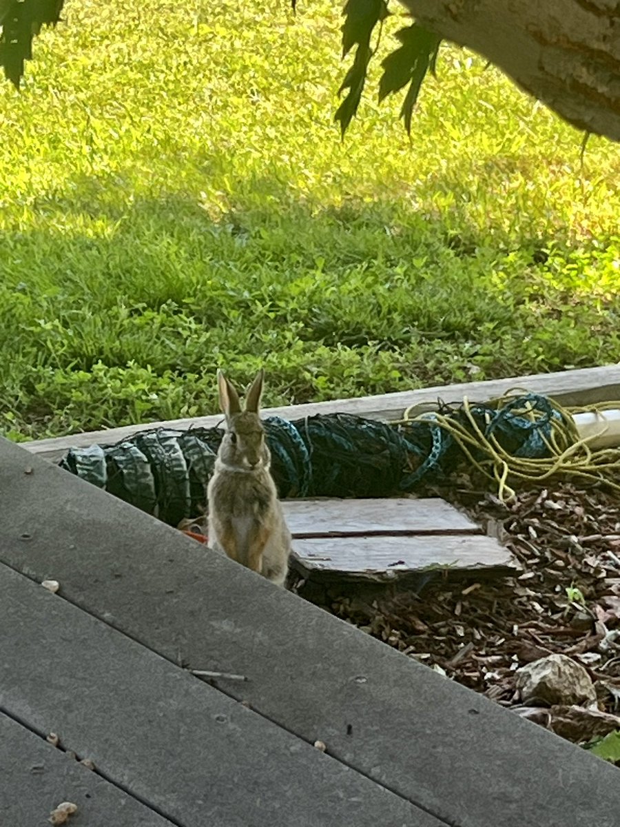 Lol. The music loving rabbit likes Brad Paisley too. He’s about 3 feet from me listening to the song Celebrity. https://t.co/gxIHvPxaA6