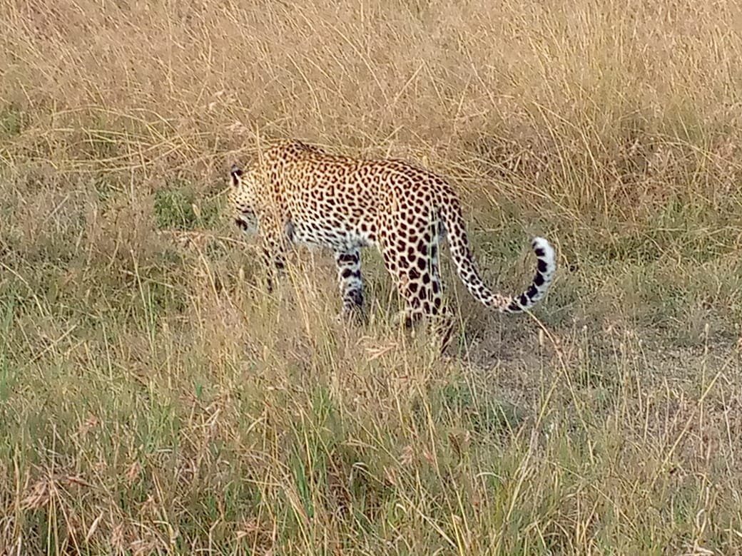 satima_exp's tweet image. Masai Mara National Reserve 📌

#SatimaExpeditions #CreateUnforgettableMemories #rediscoverthemagic #traveling #gamedrive #cheetahs #magicalkenya #tembeakenya