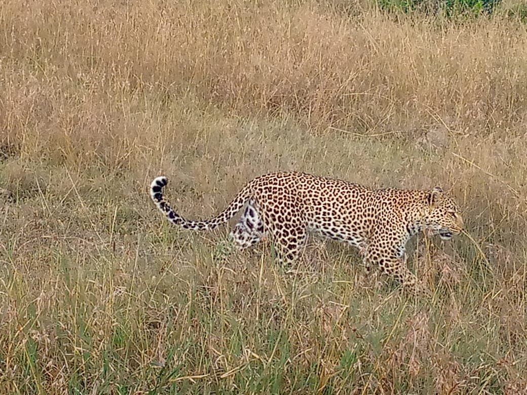 satima_exp's tweet image. Masai Mara National Reserve 📌

#SatimaExpeditions #CreateUnforgettableMemories #rediscoverthemagic #traveling #gamedrive #cheetahs #magicalkenya #tembeakenya