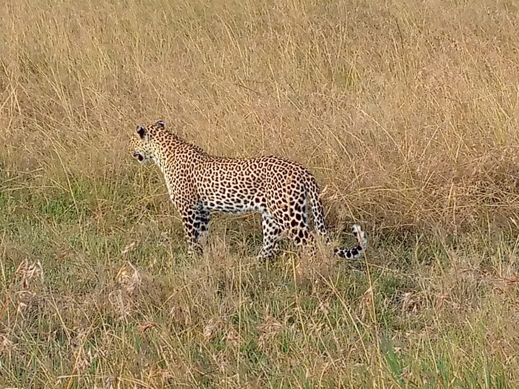 satima_exp's tweet image. Masai Mara National Reserve 📌

#SatimaExpeditions #CreateUnforgettableMemories #rediscoverthemagic #traveling #gamedrive #cheetahs #magicalkenya #tembeakenya