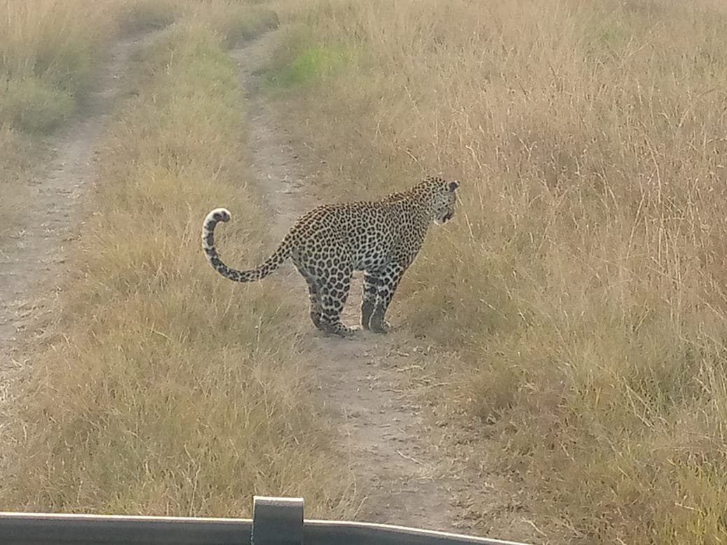 satima_exp's tweet image. Masai Mara National Reserve 📌

#SatimaExpeditions #CreateUnforgettableMemories #rediscoverthemagic #traveling #gamedrive #cheetahs #magicalkenya #tembeakenya