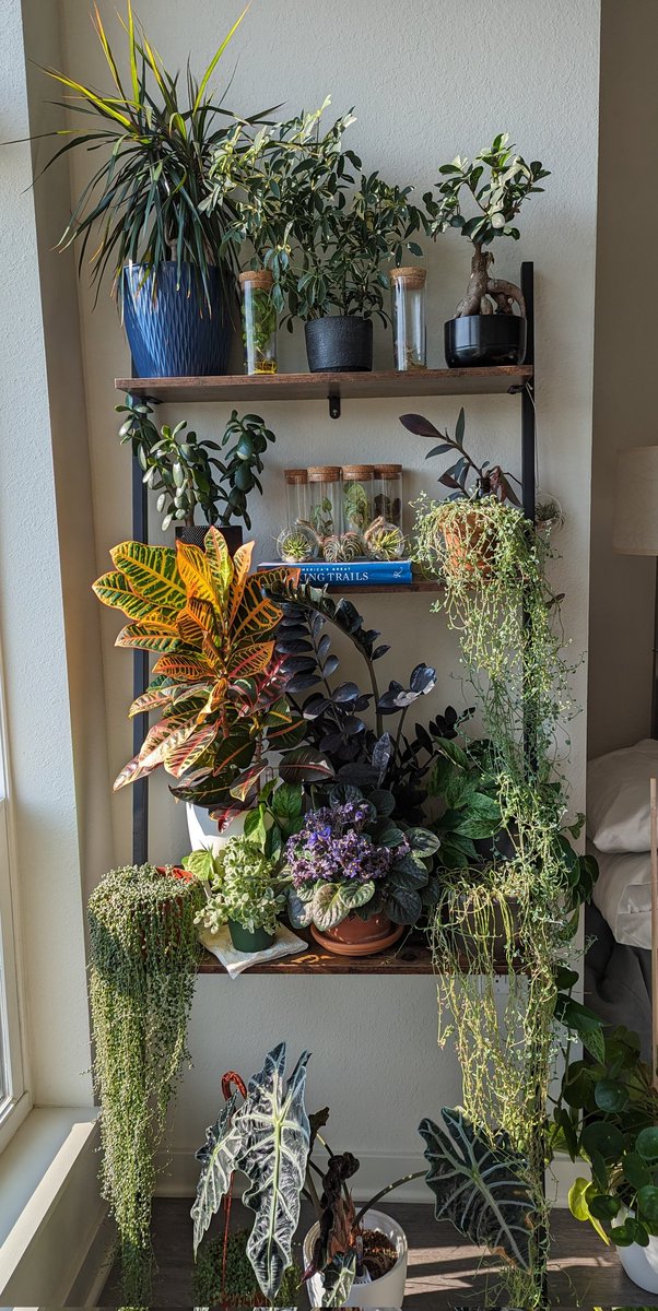 HobbyistPlant's tweet photo. Let's see everyone's plants 🌿🌿🌿 https://t.co/ivUH4u3Jjn