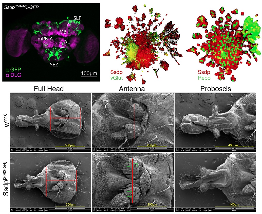 PLOSBiology's tweet photo. Human 1p32.3 microdel/dup is implicated in #neurological phenotypes. @SafaSalim1125 &amp;co show that the ssDNA-binding protein Ssdp (fly ortholog of human 1p32.3 gene SSBP3) influences #neurodevelopment &amp; #autism-like behavior in flies @CHLS_HBKU #PLOSBiology https://t.co/nt9NFmn1IQ https://t.co/Vxf0uS74sb