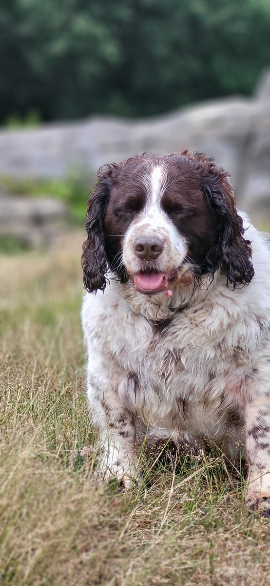 katesfxmakeup's tweet photo. Baxter Griffiths update... still going strong, still Lord of the Manor, still being fed fresh chicken, beef, fish...still refusing to look at the camera. #baxtergriffiths #lordofthemanor #tunbridgewells https://t.co/bPdC6zh5u6