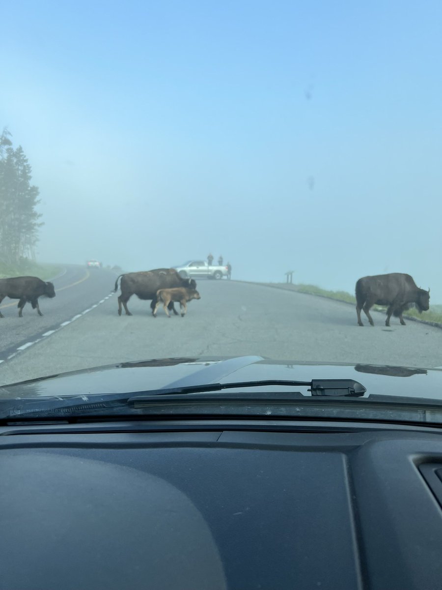 CGSboardgames's tweet photo. Games and Nature. No better life.  Think about that for a second… if we don’t have much time to wast, why not do the best we can. We create games (people come together, exercise our mind…) and we enjoy the best gift, Mother Nature. 
Yellowstone is a must… https://t.co/ghicfW7OBT